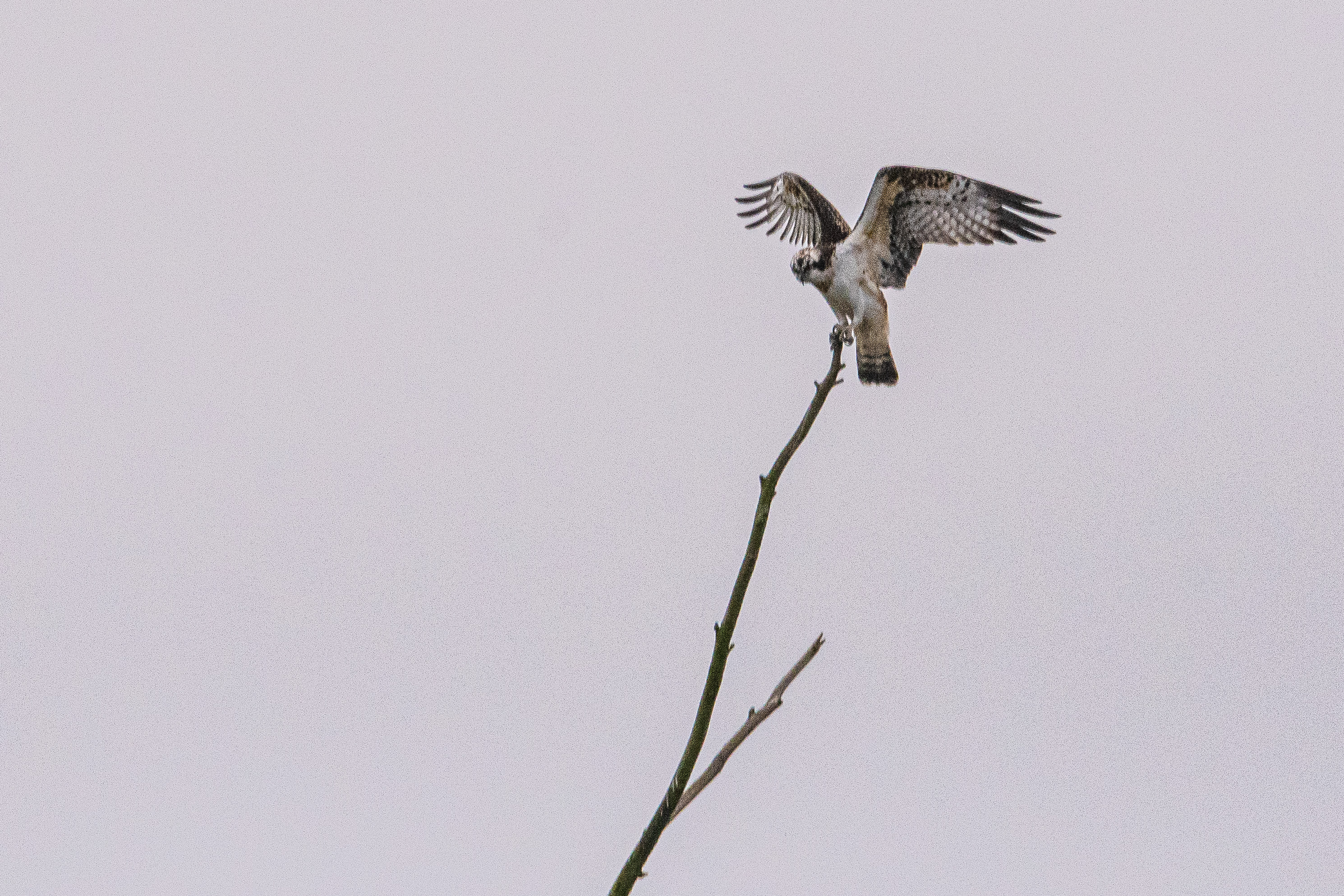 Balbuzard pêcheur juvénile (Osprey, Pandion haliaetus) se posant à la cime du dortoir des Grands Cormorans de la Réserve Naturelle de Mont-Bernanchon, Hauts de France.